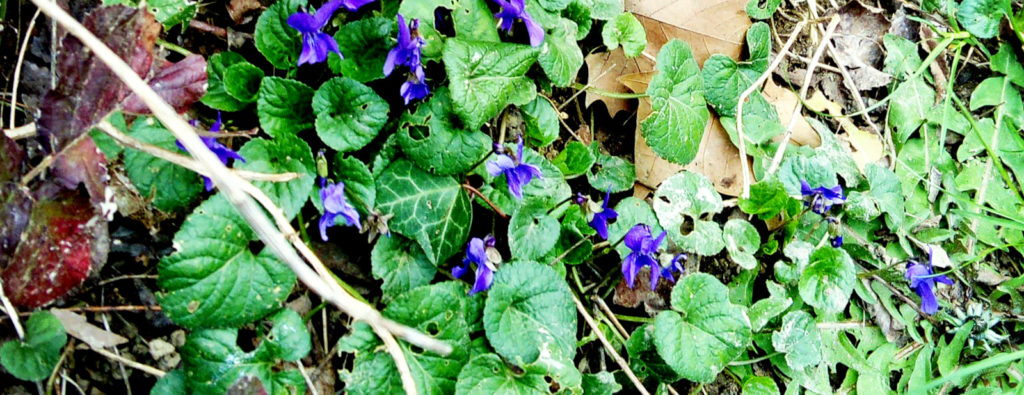 violette-Toulouse-OComptoirdesPassions-VillemursurTarn